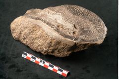 Foto (Seitenansicht) von Fern  (NHMW-GEO-2024-0188-11589)